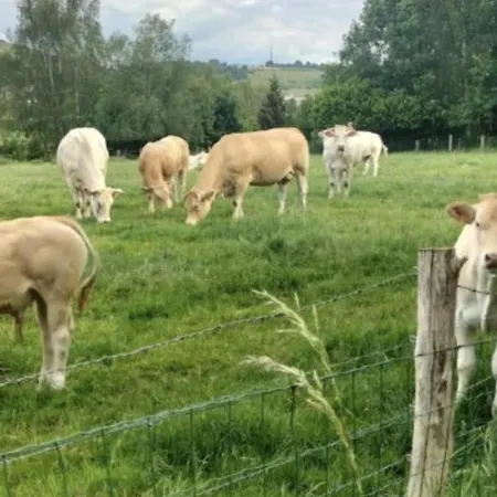 De Vardes